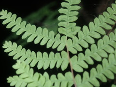 Gleichenia rupestris
