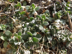 Draba asterophora asterophora