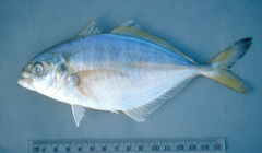 Alepes apercna