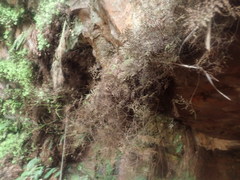 Gleichenia rupestris