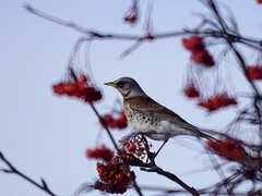 Turdus pilaris