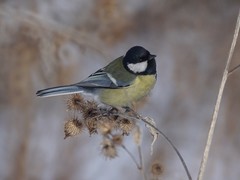 Parus major