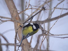 Parus major