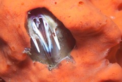 Austromegabalanus cylindricus