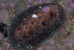 Chaetopleura papilio