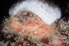 Dromidia hirsutissima