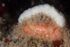 Dromidia hirsutissima