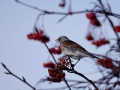 Turdus pilaris