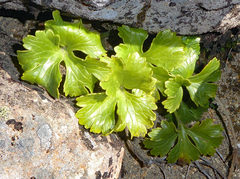 Ranunculus nivicola
