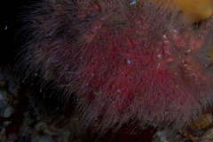 Dromidia hirsutissima