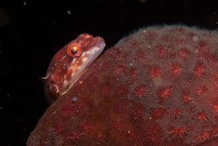 Apletodon pellegrini