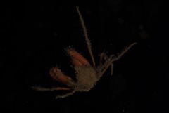 Macropodia falcifera