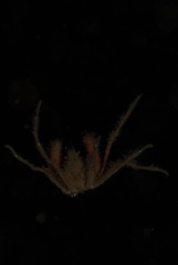 Macropodia falcifera