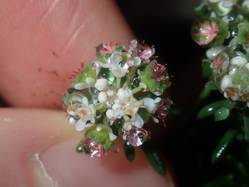 Image of Poranthera ericifolia by (c) Thomas Mesaglio, some rights reserved (CC BY)