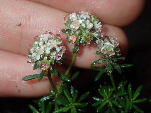Image of Heath-Leaved Poranthera (Poranthera ericifolia) by (c) Thomas Mesaglio, some rights reserved (CC BY)