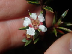 Leptospermum arachnoides