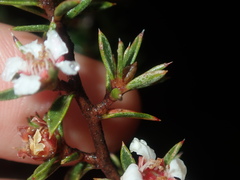Leptospermum arachnoides
