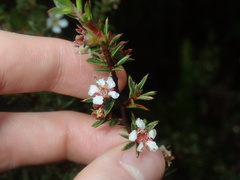 Leptospermum arachnoides