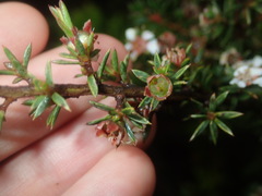 Leptospermum arachnoides