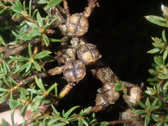 Leptospermum arachnoides