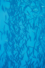 Decapterus macarellus