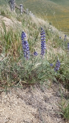 Lupinus benthamii
