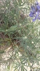 Lupinus benthamii