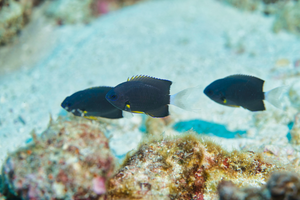 Whitetail Chromis photo 2