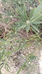 Lupinus benthamii
