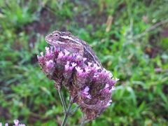 Bradypodion melanocephalum