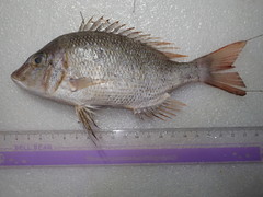 Lethrinus atkinsoni