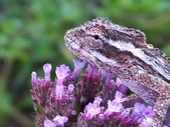 Bradypodion melanocephalum