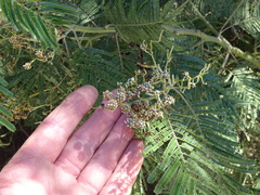 Dasineura rubiformis