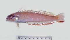 Simipercis trispinosa