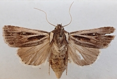 Agrotis innominata