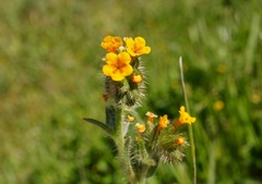 Amsinckia lycopsoides