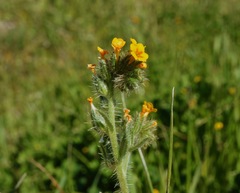 Amsinckia lycopsoides