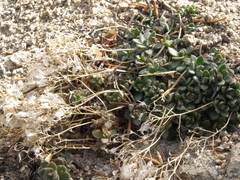 Draba asterophora asterophora