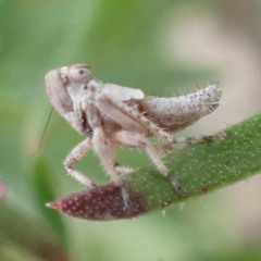 Lystridea