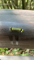 Pidorus