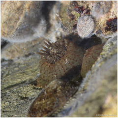 Anthopleura mariae