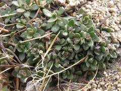 Draba asterophora asterophora