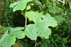 Trichosanthes subvelutina