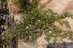 Listia heterophylla