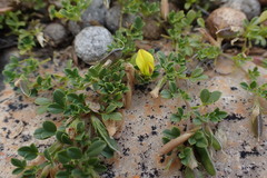 Listia heterophylla