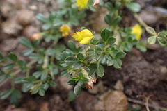 Listia heterophylla