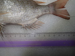 Lethrinus atkinsoni