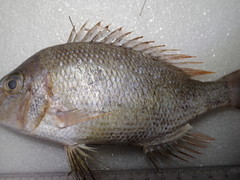 Lethrinus atkinsoni