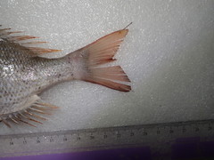 Lethrinus atkinsoni