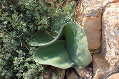 Haemanthus humilis